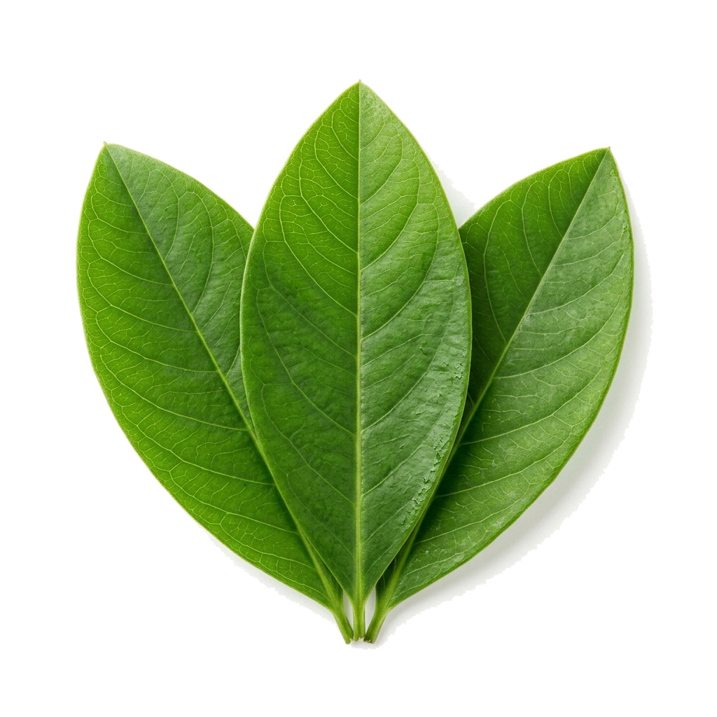 coca leaves